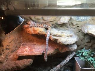 Kornnatter inclusive Terrarium