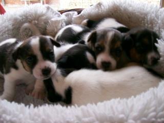 5 süße kleine reinrassige Jack-Russel Welpen zuverkaufen