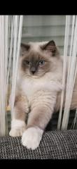 Reinrassiger Ragdoll Deckkater in blue mitted mit Deckerfahrung