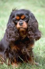 Zuckersüße Cavalier King Charles Spaniel Dame sucht ein neues zu Hause