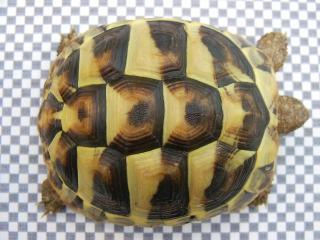 Griechische Landschildkröten aus Kleve