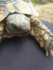 Maurische Landschildkröte- Testudo Greaca-
