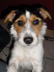 DECKRÜDE - Parson Russell Terrier