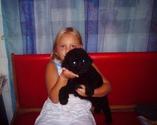Ungarische Puli Welpe