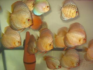 Parasitenfreie diskus abzugeben