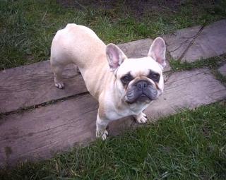 FRANZÖSISCHE BULLDOGGE -HÜNDIN- FAWN, KNAPP 4 JAHRE IN BESTE HÄNDE ABZUGEBEN