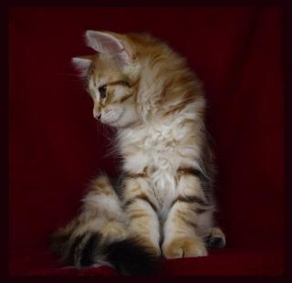 Cattery Amavi PL - new litter of siberian cats