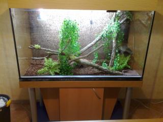 Notverkauf Leguanbock mit super Terrarium oder Einzeln abzugeben