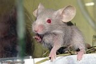 Ich verkeaufe süss junge Farbmaus Böcke