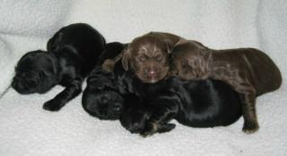 Niedliche Cocker Spaniel Welpen für einen guten Preis. 200