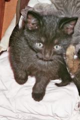 Süßes Katerbaby sucht zum 12. 07. 08 neues Zuhause