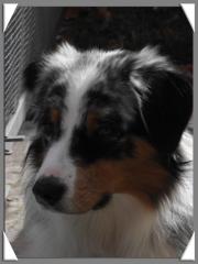 Australian Shepherd Deckrüde Mill-Brook Blue Galaxy DNA-VP redfactored