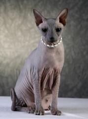 Don Sphinx
