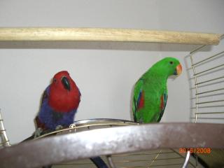 1. 1 Neuguinea edelpapagei