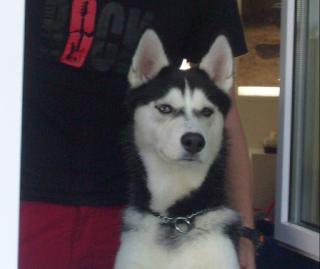 Sib. Husky Junghund
