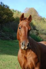 Spitzen Quarterhorsestute