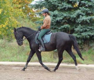 Hannoveraner Rapp Wallach Eltano