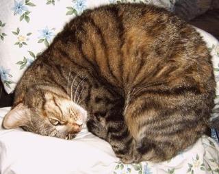 Katze zu verschenken
