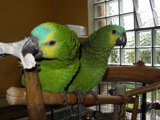 Blaustirnamazonen Amazona Aestiva