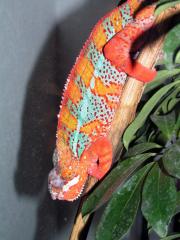 Furcifer Pardalis Ambilobe 1. 0 F1 NZ 05/2005
