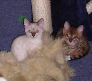 Ein Hauch von Wildnis als Schmusekatze, Bengalen in brown-rosetted und snow