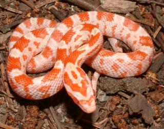 Amelanistische Albino Kornnattern 07/2008