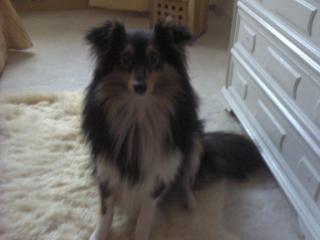 Suche Sheltiedeckrüden
