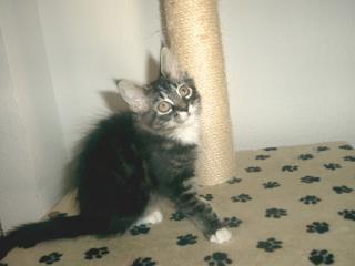 Süßes Maine Coon Kitten weibchen sucht neues Zuhause