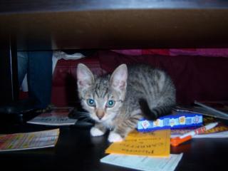 18 Wochen alter Kater zu verschenken