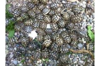 Griechische Landschildkröten, Breitrandschildkröten