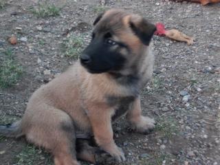 Belgische Schäferhundwelpen