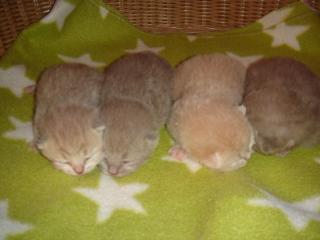 BKH-Kitten