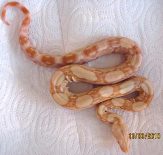Boa constrictor albino Sharp Line