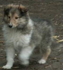 Sehr typvolle amerikanische Collie-Welpen, groß kräftig
