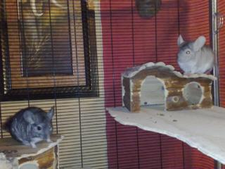 2 Langschwanz-Chinchillas mit Käfig
