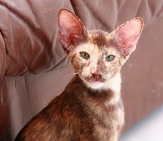 Wunderschöne OKH in Havana u. Tortie mit Stammbaum