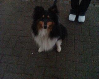 Habe einen sheltie rüden 2, 5 jahre alt