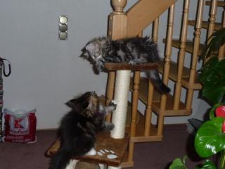 Mainecoon Wuschelzwerge