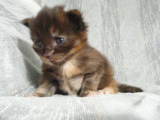 MAINE COON Kitten m. P.