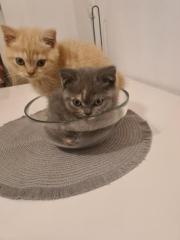 Bkh Kitten noch 2 zu haben
