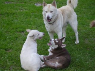 Siberian Husky Welpen, reinrassig