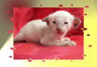 Reinrassige Siam und Oriental Kitten mit Stammbaum