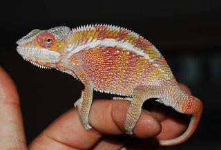 Biete Furcifer pardalis ambilobe picasso