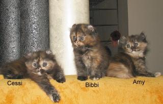Zauberhafter Edelmix -American Curl/Perser