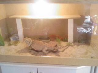 Bartagame ca 2Jahre mit Terrarium abzugeben