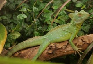 Abzugeben Stirnlappenbasilik Basiliscus plumifrons NZ 2021