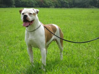 Timberland s American Bulldog