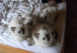Bezaubernde Heilige Birma Babys zum Verlieben