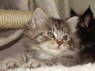 Maine Coon Katerchen sucht ab 6. November 2021 neuen Dosenöffner.