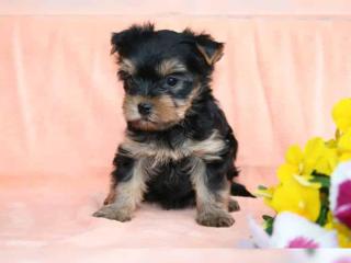 Süße Yorkshire Terrier Welpen aus liebevoller Hobbyzucht DHS